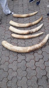 Read more about the article DEALERS NABBED IN POSSESSION OF ELEPHANT TUSKS WORTH APPROXIMATELY R1.2 MILLION