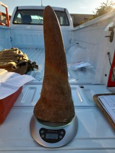 Read more about the article TWO SUSPECTS NABBED IN VRYBURG FOR DEALING IN RHINO HORNS WORTH R2.4 MILLION